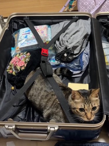 キャリーバッグの中に入るキジトラ猫