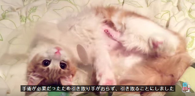 子猫のナギ