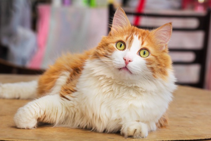 フリーズする猫