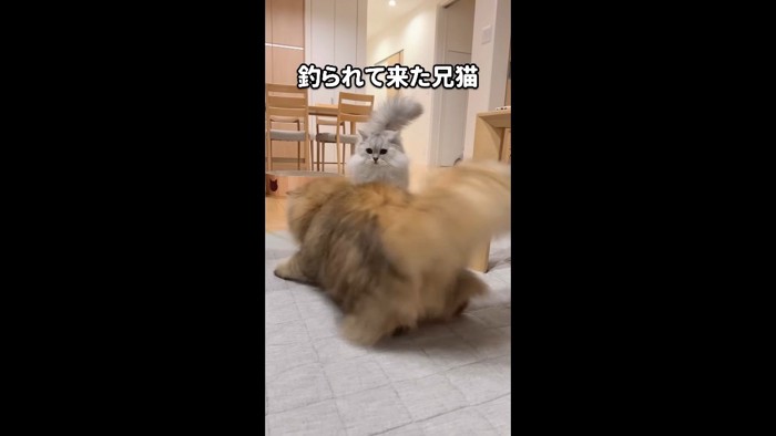 釣られて来た兄猫