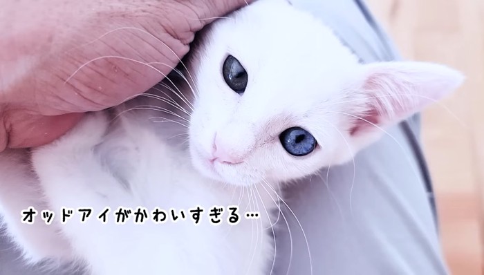 オッドアイが