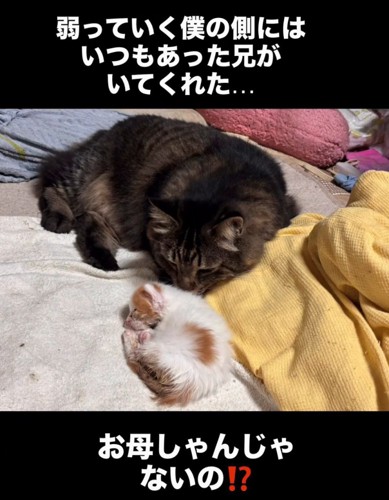 寝ている子猫に顔を近づける成猫