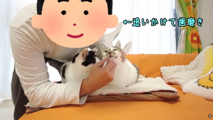 テロップ「←追いかけた」