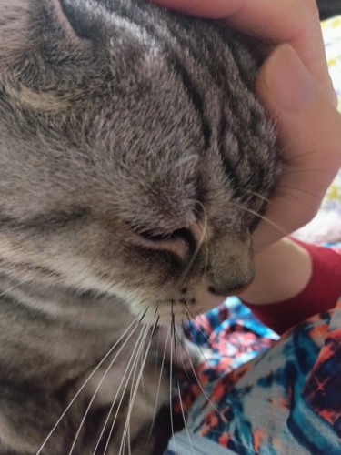 飼い主に撫でられる猫