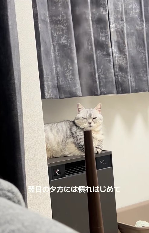 空気清浄機の上で香箱座りしている猫