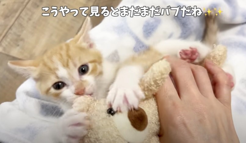 クマのぬいぐるみと子猫