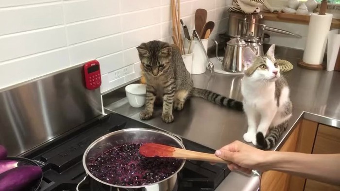 料理を見ている猫
