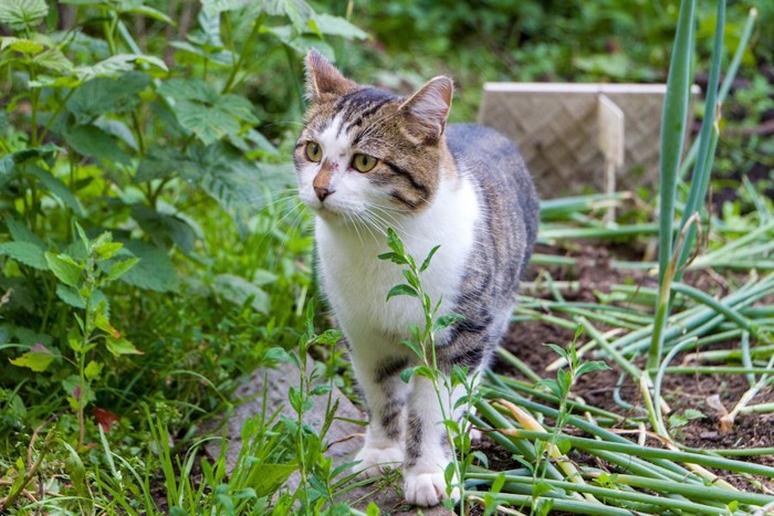 ネギのある庭にいる猫