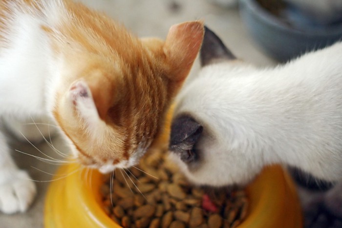 餌を食べる子猫