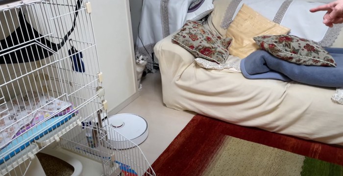 遠くで物陰に隠れる猫