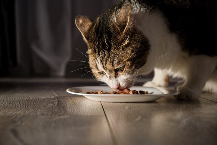 においで美味しさを判断する猫