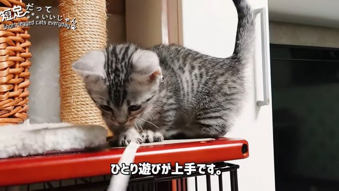 リボンで遊ぶ子猫