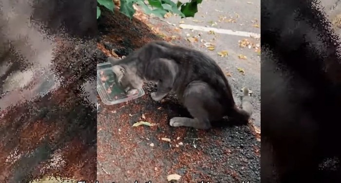 食べているグレーの猫