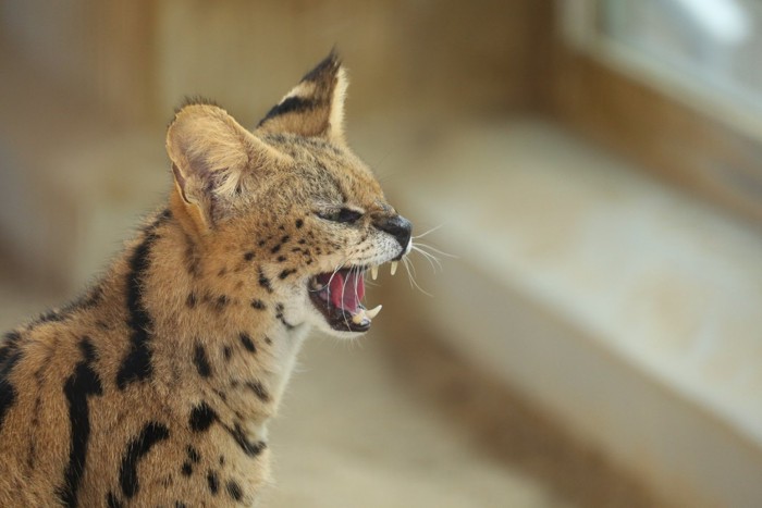 威嚇するサーバルキャット