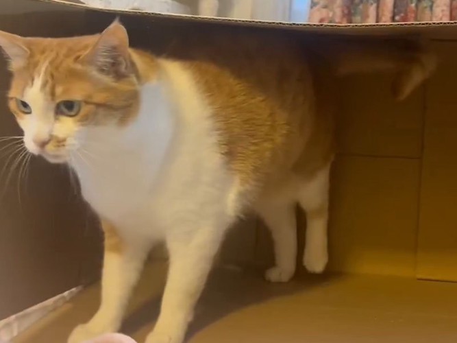 ダンボールの中の猫