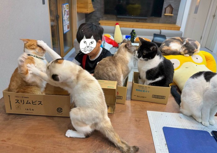 たくさんの猫に囲まれて勉強をする男の子