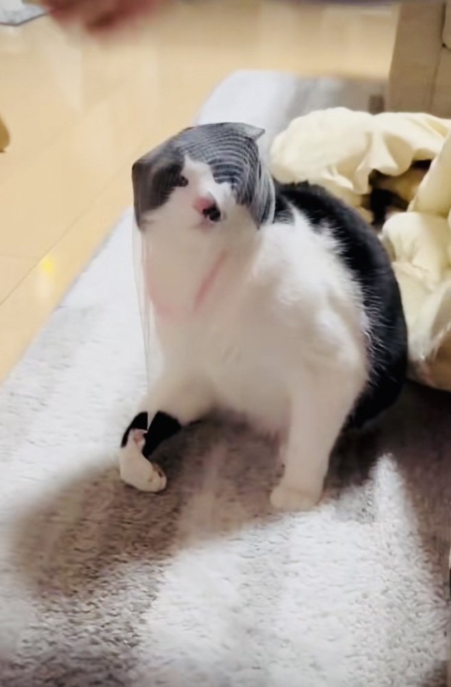 頭に被った排水溝ネットを外そうとする保護猫