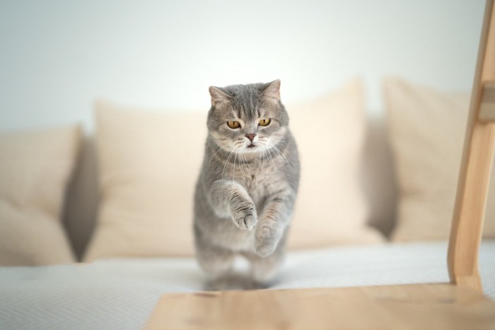 ソファから椅子に飛び移ろうとする猫