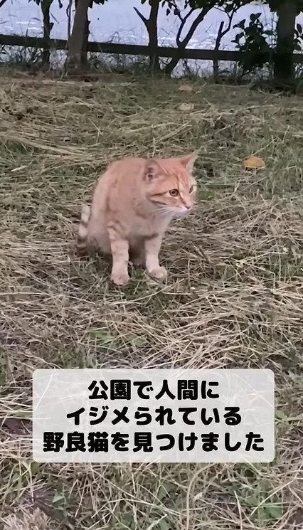 草の上に座る猫