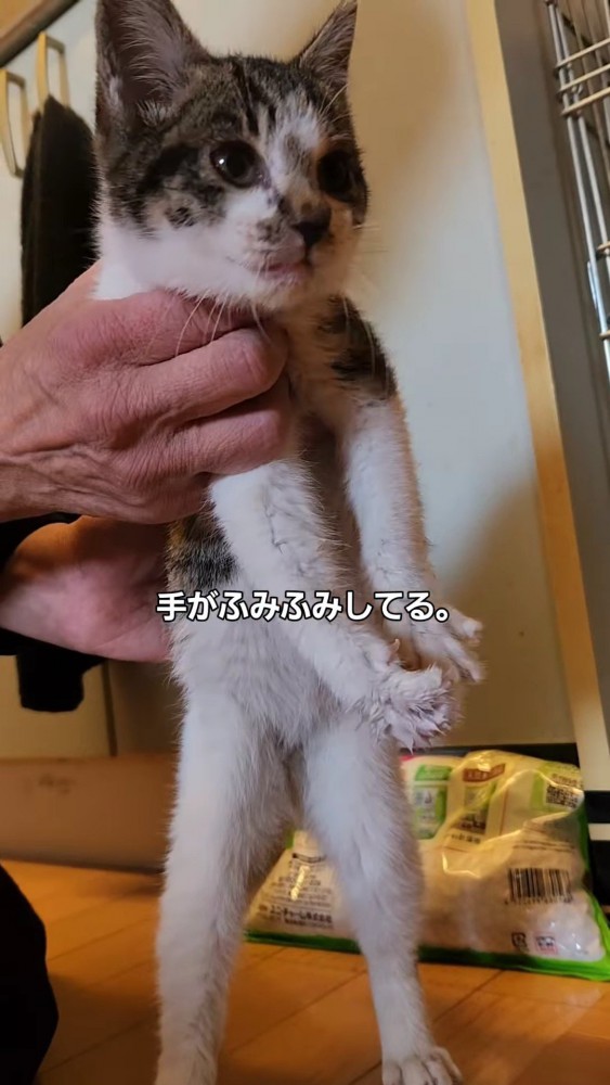 立っている子猫