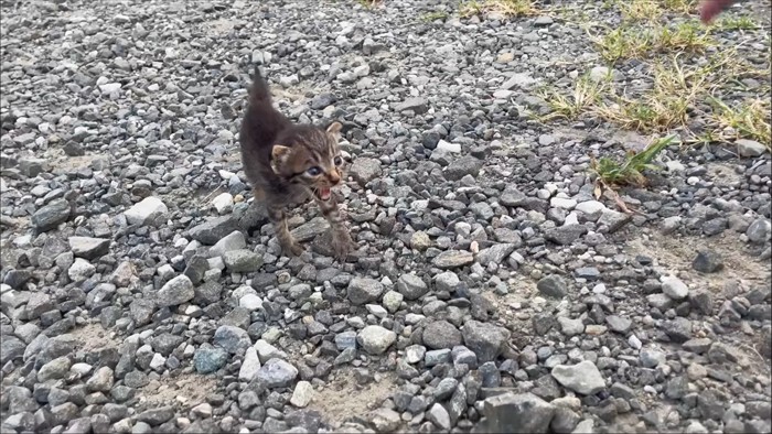 鳴いている子猫