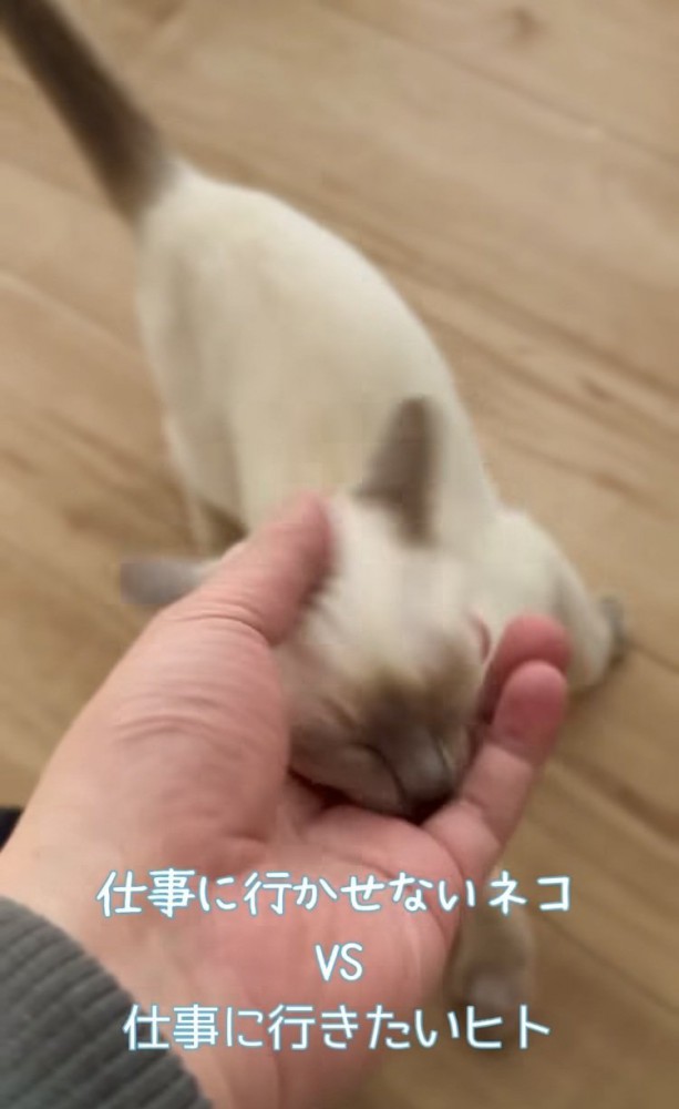 飼い主さんの指を吸う子猫