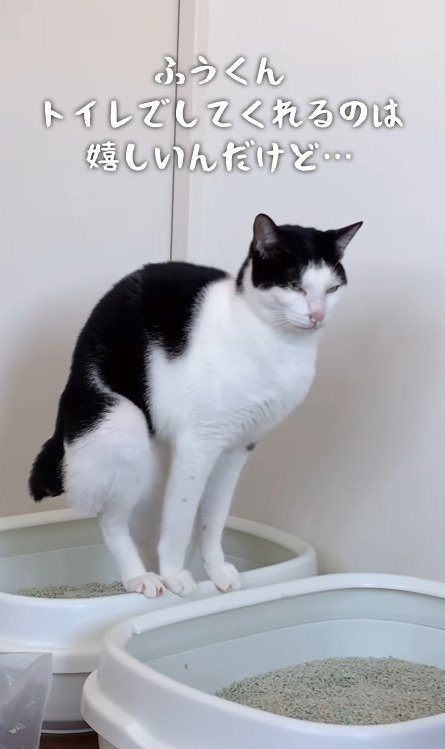 目を細める猫