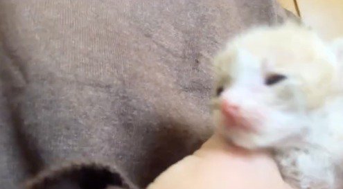 遠くを見つめる子猫