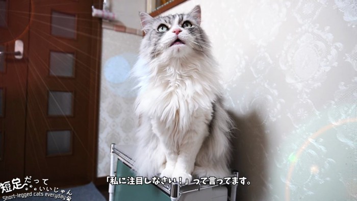 座る長毛猫