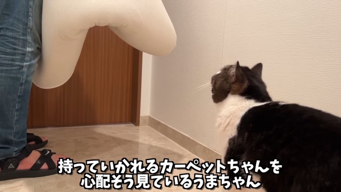 見上げる猫の後ろ姿