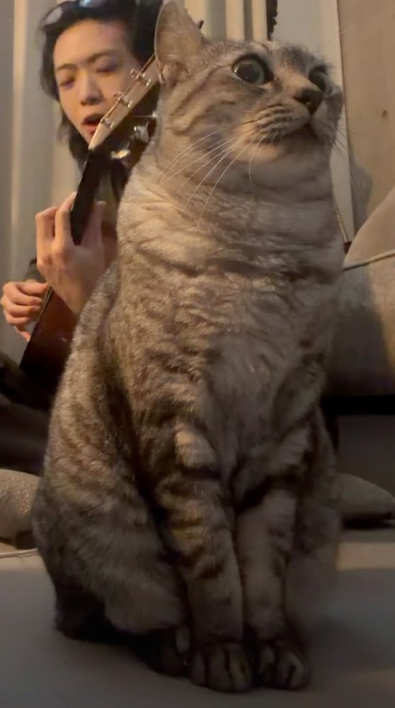 演奏を聴く猫のアップ