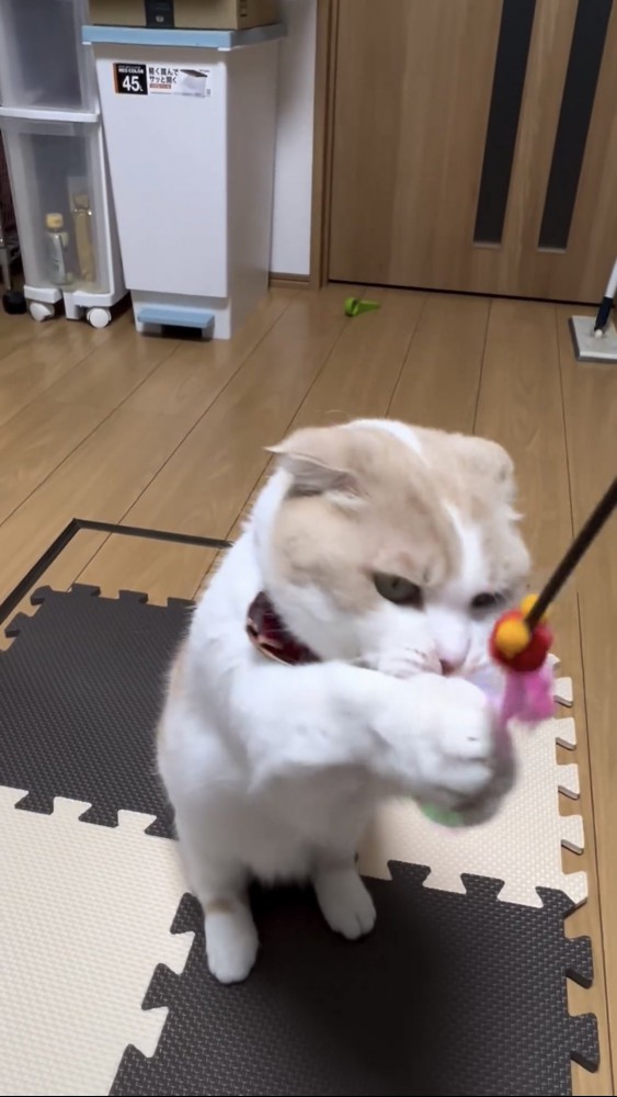 猫じゃらしで遊ぶ猫