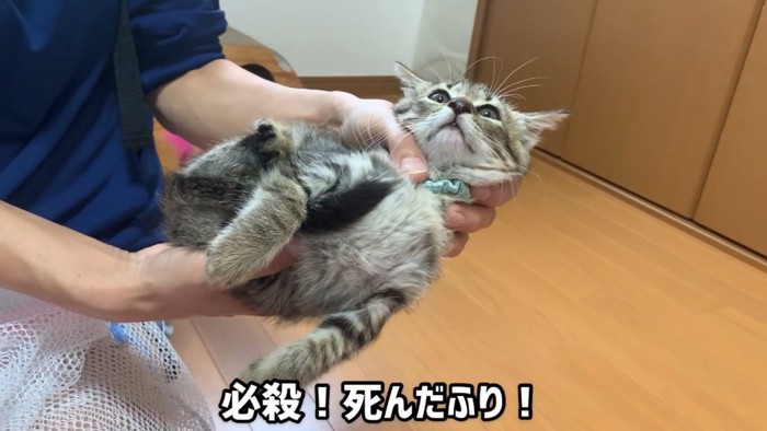 抱っこされる子猫