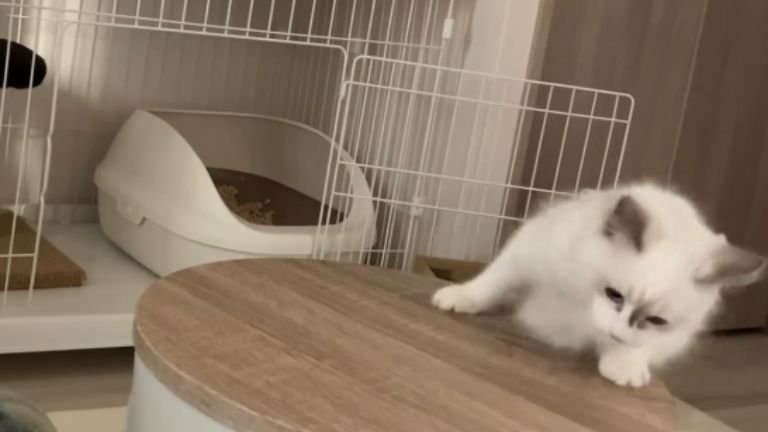 回っている猫