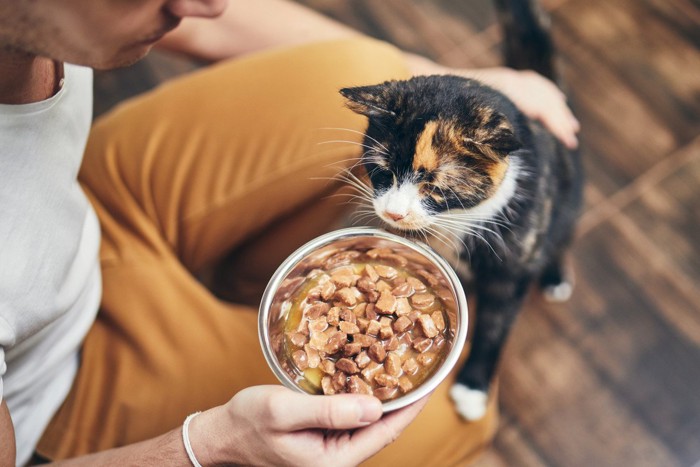 男性からご飯をもらう猫