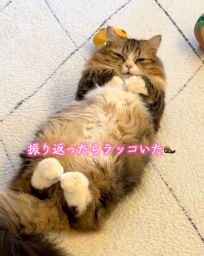 うっすら見る猫