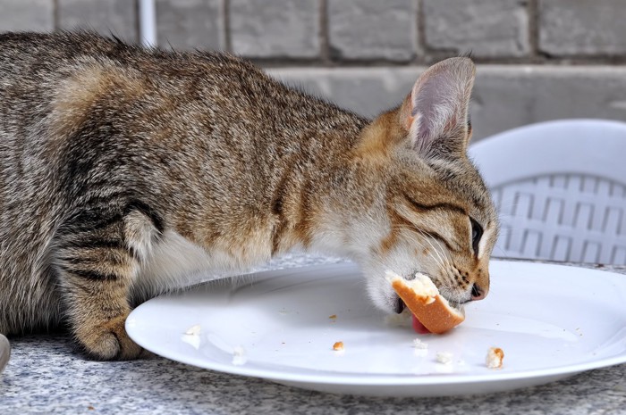 パンをかじる猫