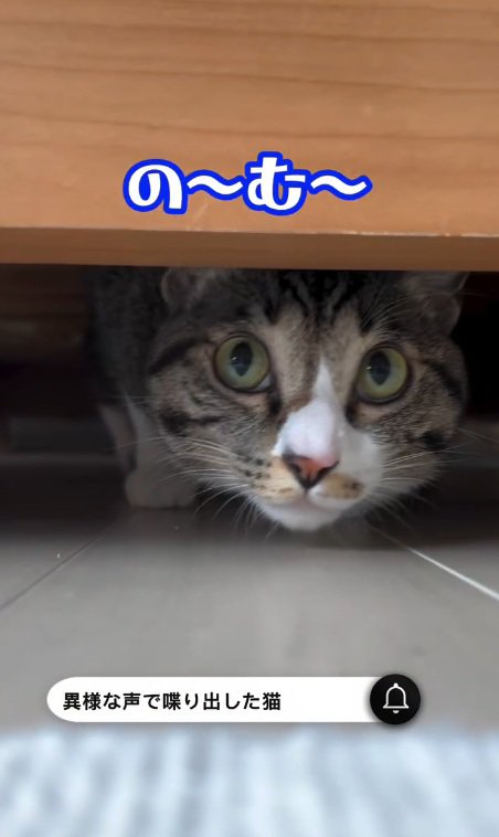 の~む~と鳴くリオンくん