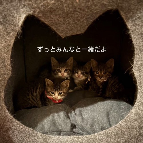 ハウスの中にいる子猫たち