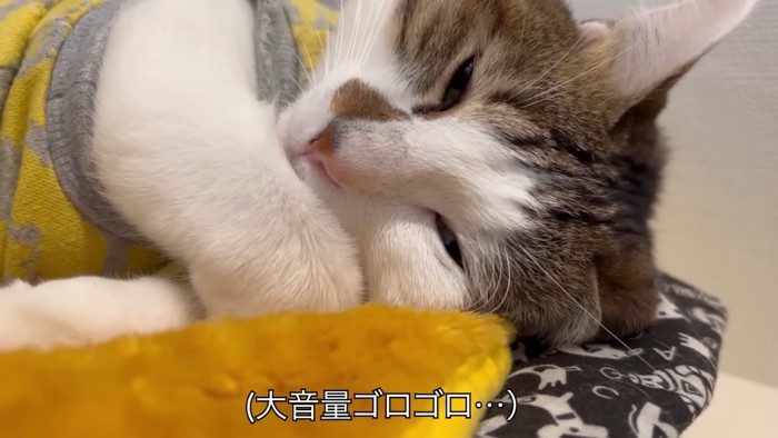 んている猫の顔