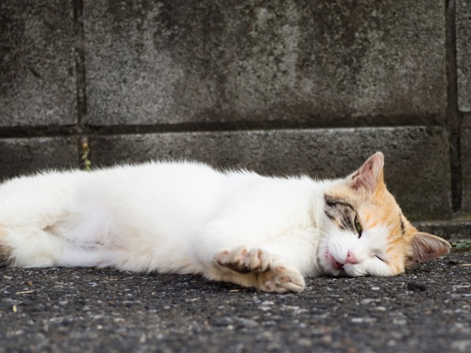 地面に転がる猫