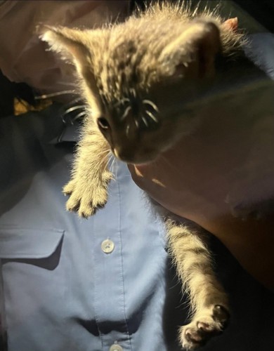 手で持たれる子猫