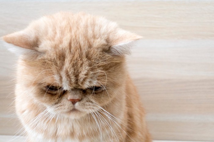 うつむいている猫