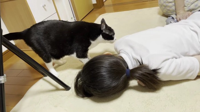ハチワレ猫が人の体の匂いを嗅いでいる様子