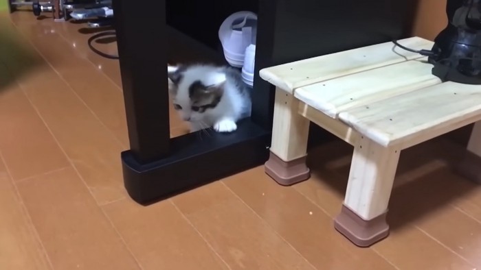 ピアノの足と子猫