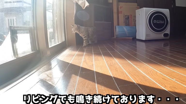 リビングで外を見ている猫