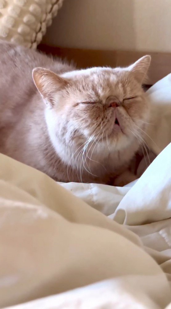 口を開いたまま眠る猫