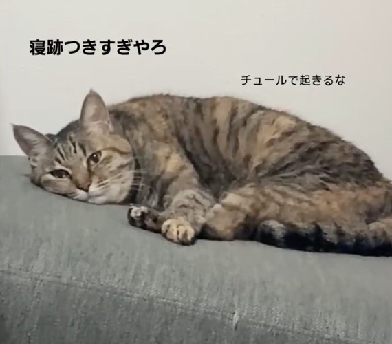 微動だにしないこちょろちゃん