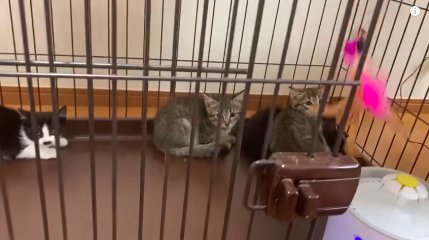 猫じゃらし