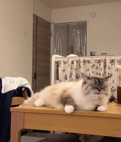 テーブルの上でくつろぐ猫